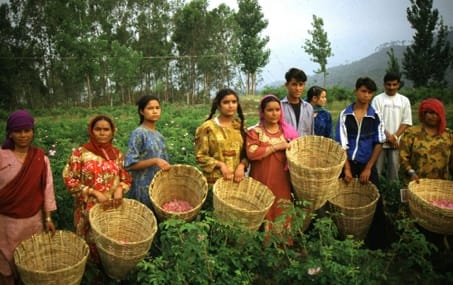 Rose harvest in the Indian Himalayas